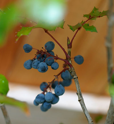 grapes2.jpg